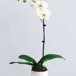 White Phalaenopsis Orchid in a white ceramic pot