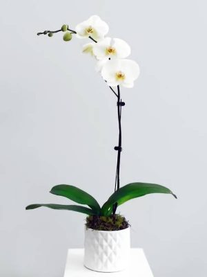 White Phalaenopsis Orchid in a white ceramic pot